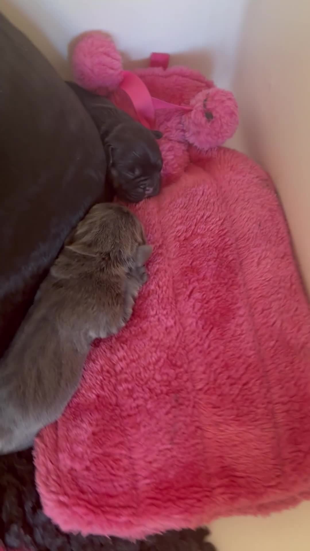 French Bulldog dogs for sale: Stunning French bulldogs  - Video 1