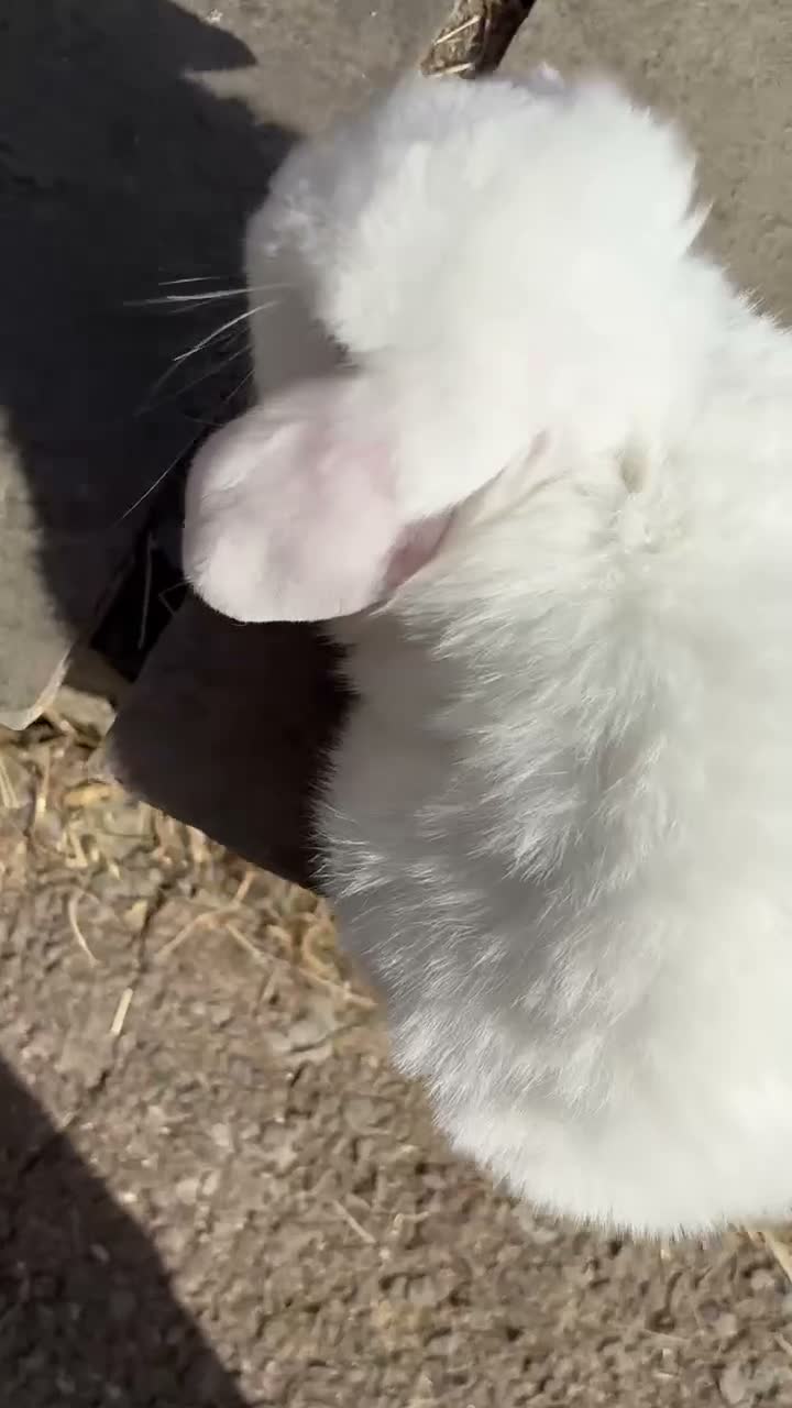 Mini Lop rabbits for sale: Beautiful blue eyed boy  in Neath - Video 1