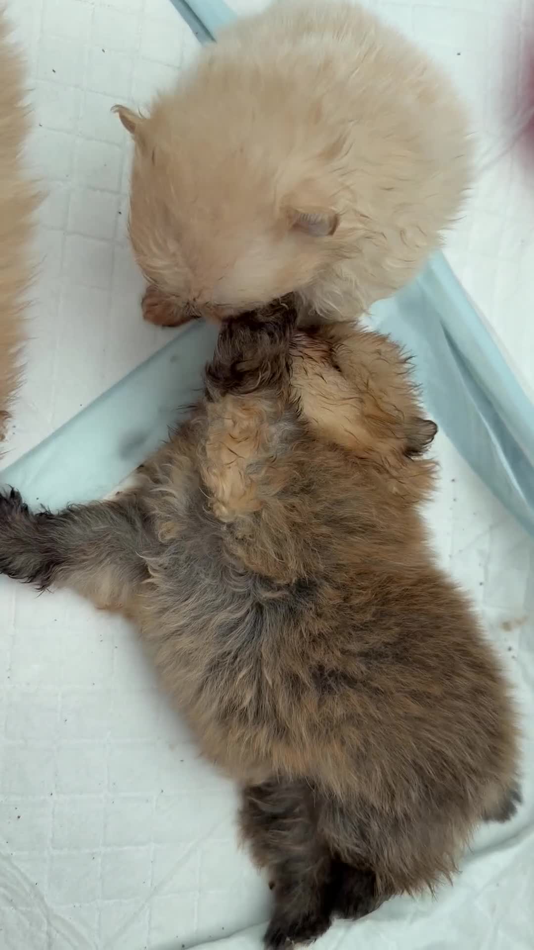 Pomeranian dogs for sale: Kc pomeranian puppies  - Video 3