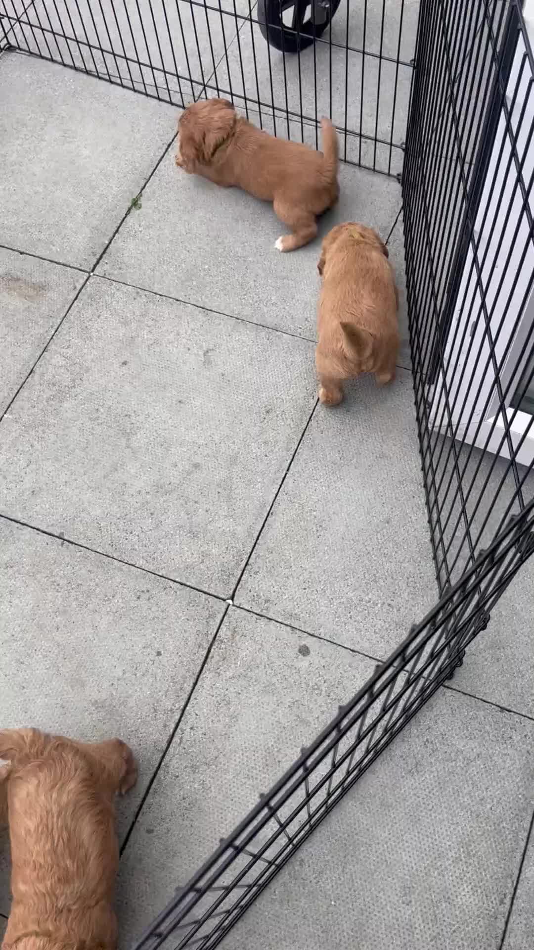 Cockapoo dogs for sale: Beautiful Multigen Cockapoo Puppies 🐶 - Video 3