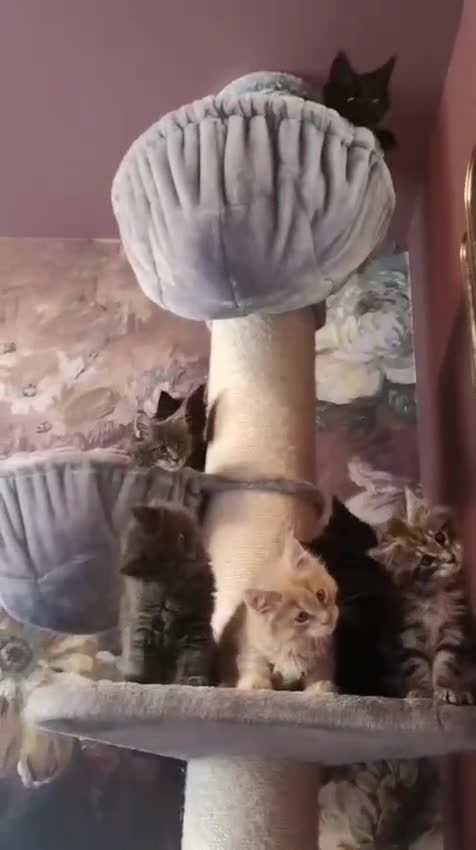 Maine Coon cats for sale: TICA reg HEALTH CHECKED Maine Coons - Video 1