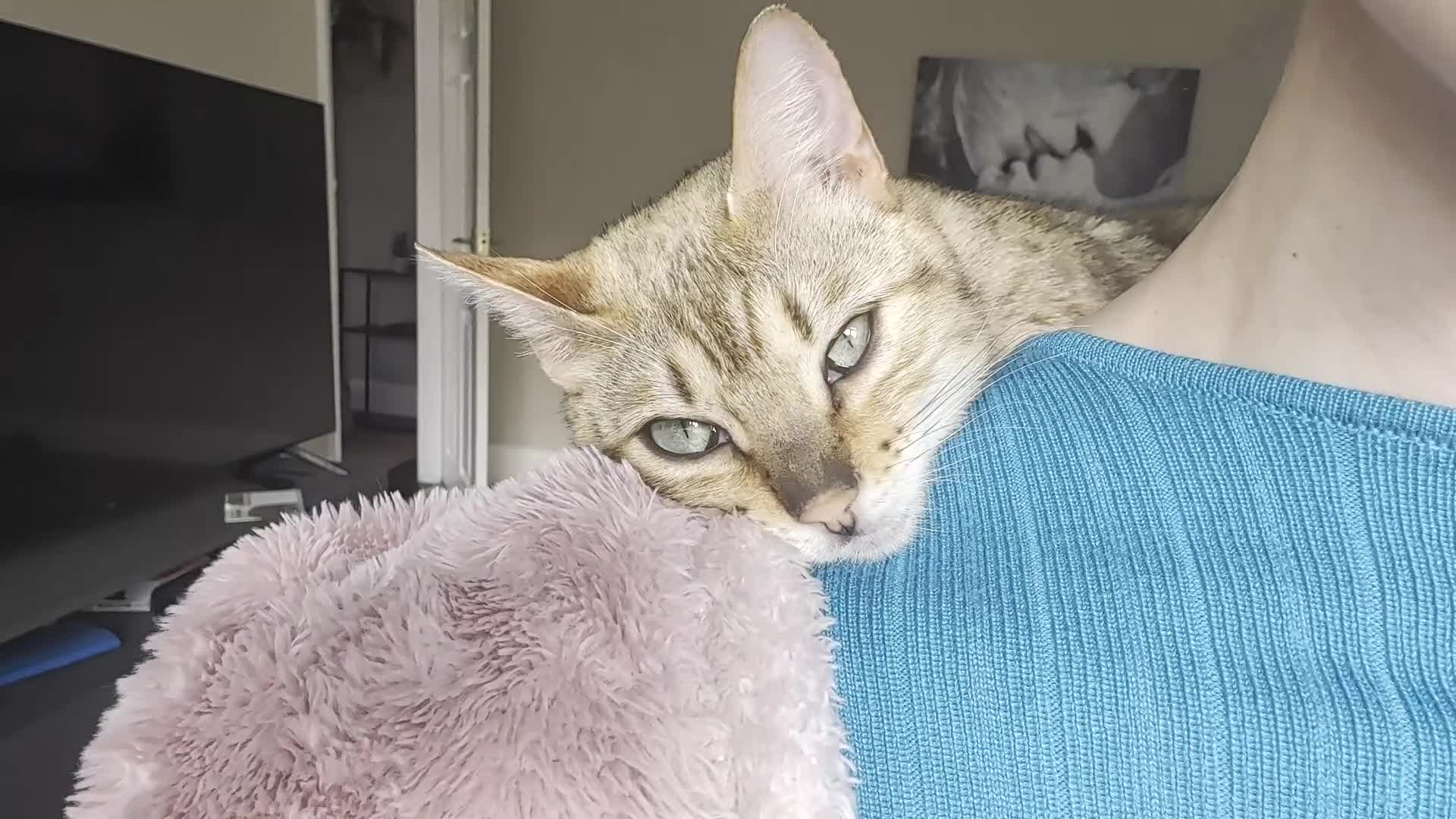 Bengal cats for sale: Gorgeous light Bengal female - Video 1