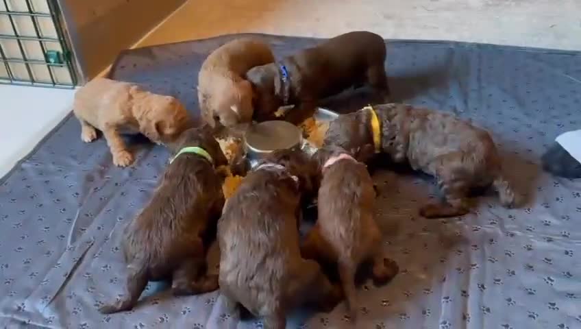 Cockapoo dogs for sale: Adorable F2b Cockapoo Puppies – Ready to Reserve  - Video 1