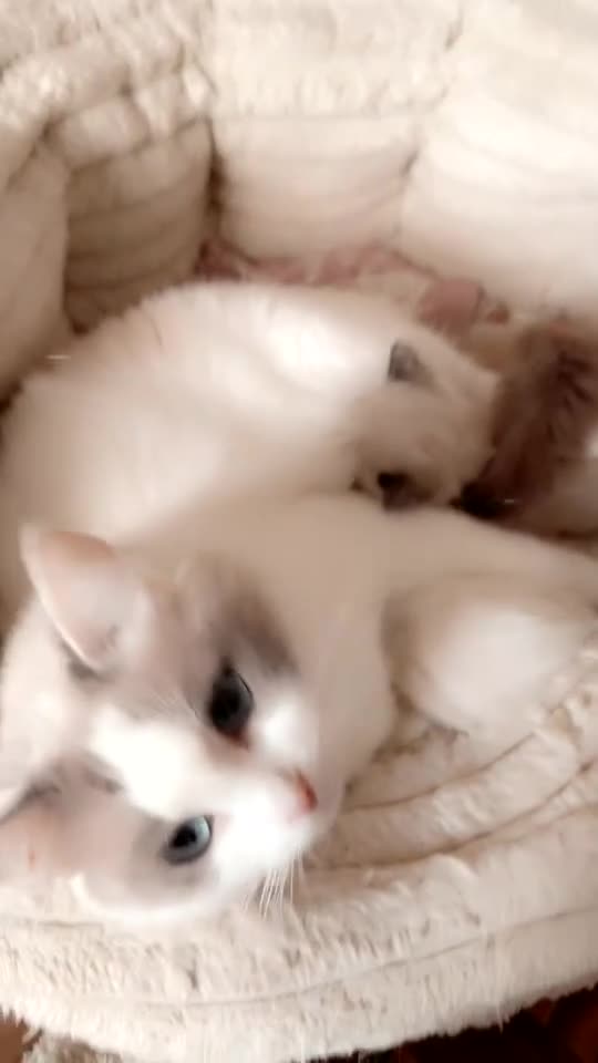Ragdoll cats for sale: Ragdoll kittens  - Video 3