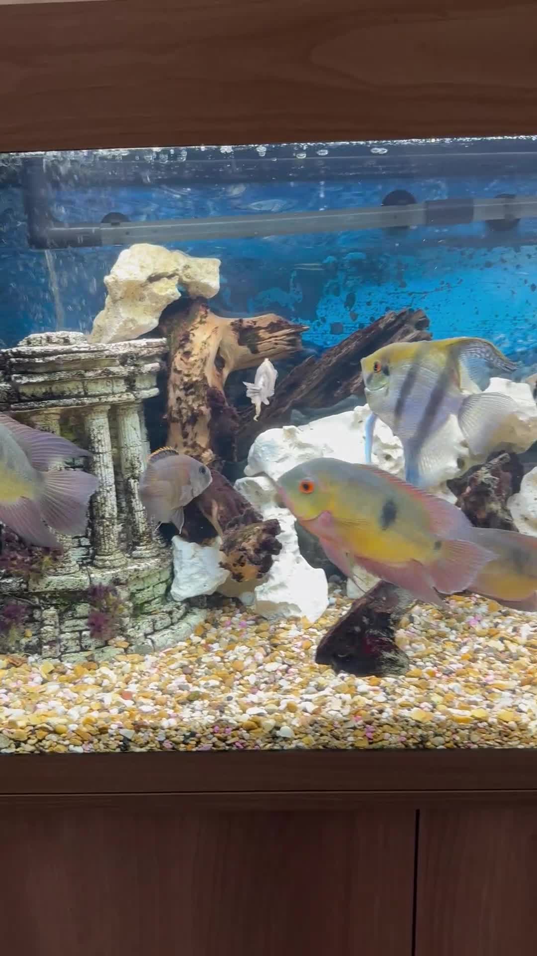Cichlids fish for sale: Chocolate Chiclids  - Video 1