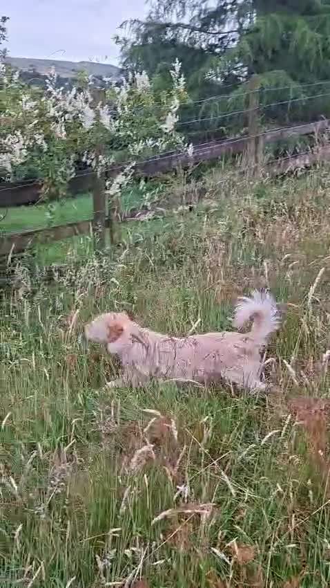 Mixed Breed dogs for adoption: Klara 🩷 in Macclesfield - Video 2