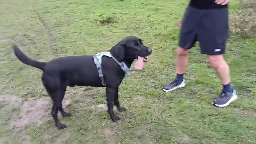 Labrador Retriever dogs for stud: Fully Tested Champion Labrador - Video 2