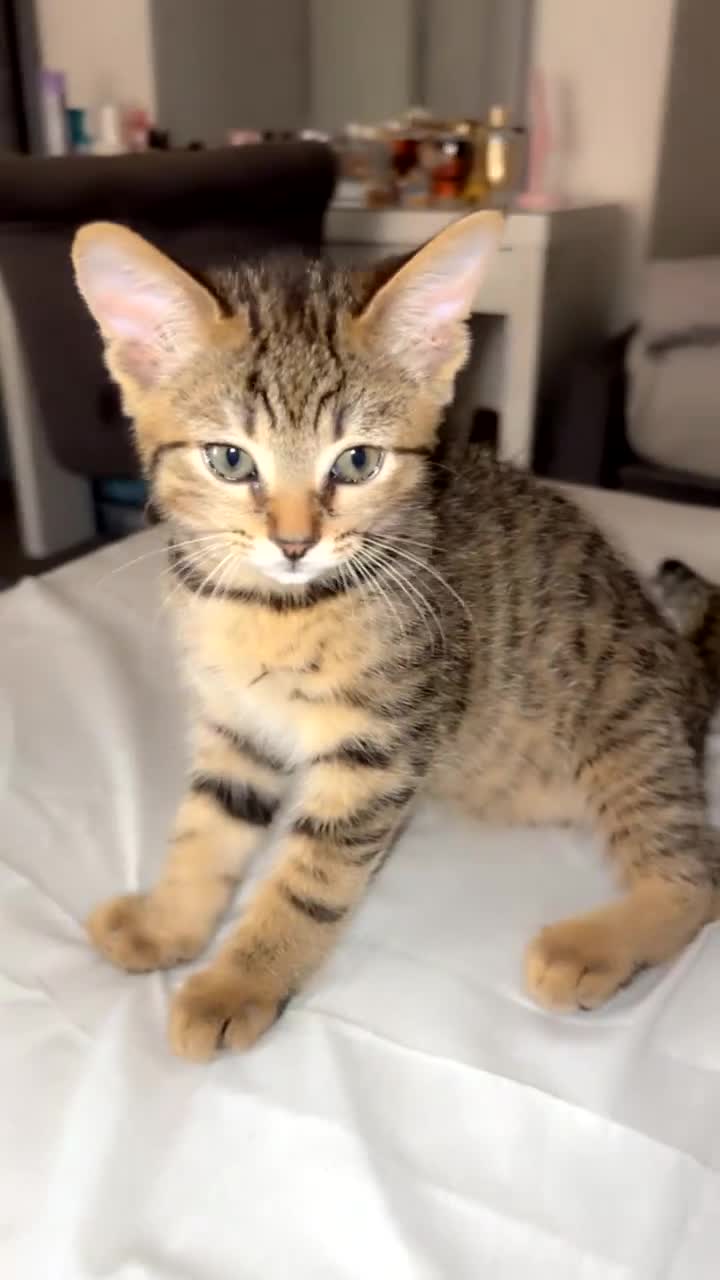 Mixed Breed cats for sale: kittens for sale  in Blackburn - Video 4