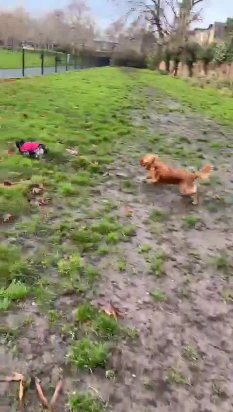 Cavalier King Charles Spaniel dogs for stud: Ruby Cavalier King Charles Spaniel for stud! in London - Video 1