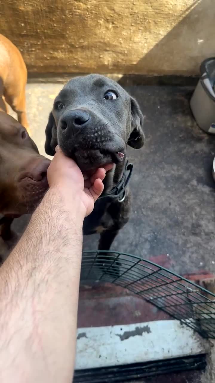 Cane Corso dogs for sale: 8 month old male Cane Corso - Video 1