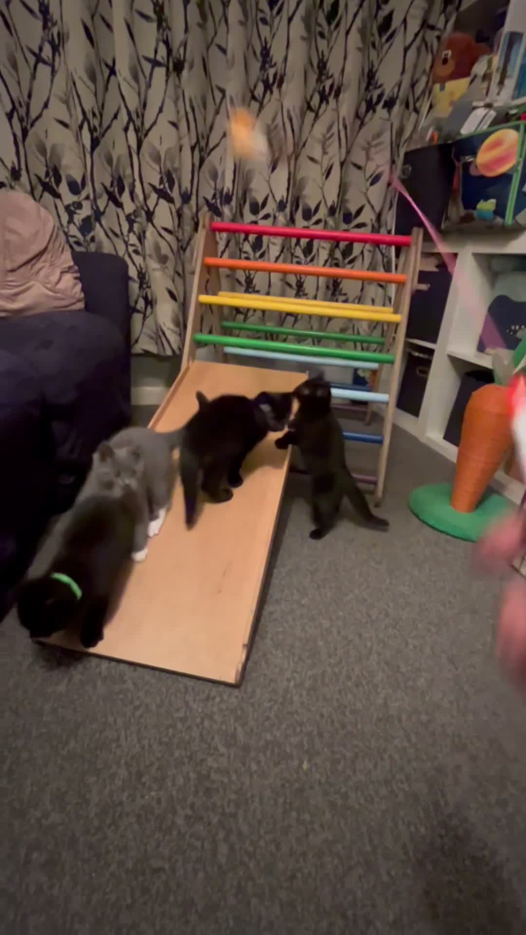British Shorthair cats for sale: Beautiful British Shorthair Mix Blue Tuxedo  - Video 2