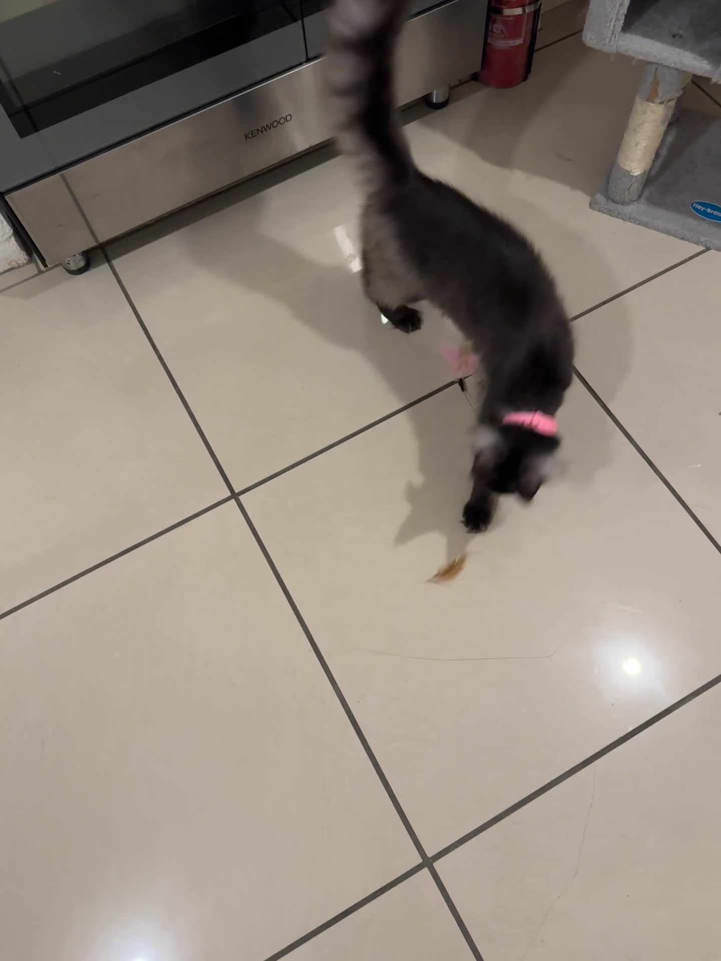 Maine Coon cats for sale: Beautiful 1 yr old Maine Coone  in Clacton-on-Sea - Video 2