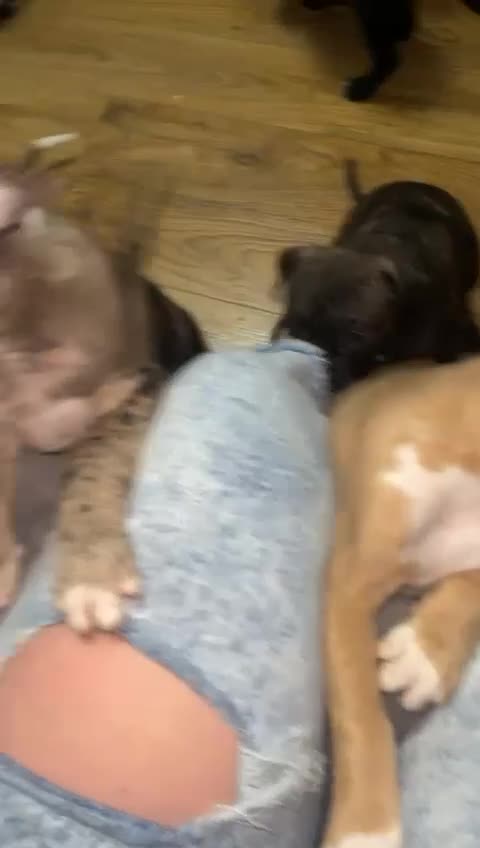 Mixed Breed dogs for sale: Female Staffy X Alapaha Blue Blood Bulldog Pups - Video 5