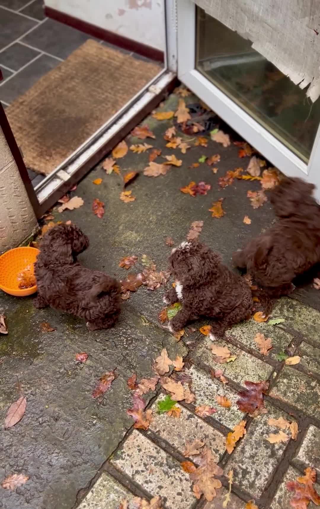 Spanish Water Dog dogs for sale: Spanish Water Dog Puppies  - Video 3