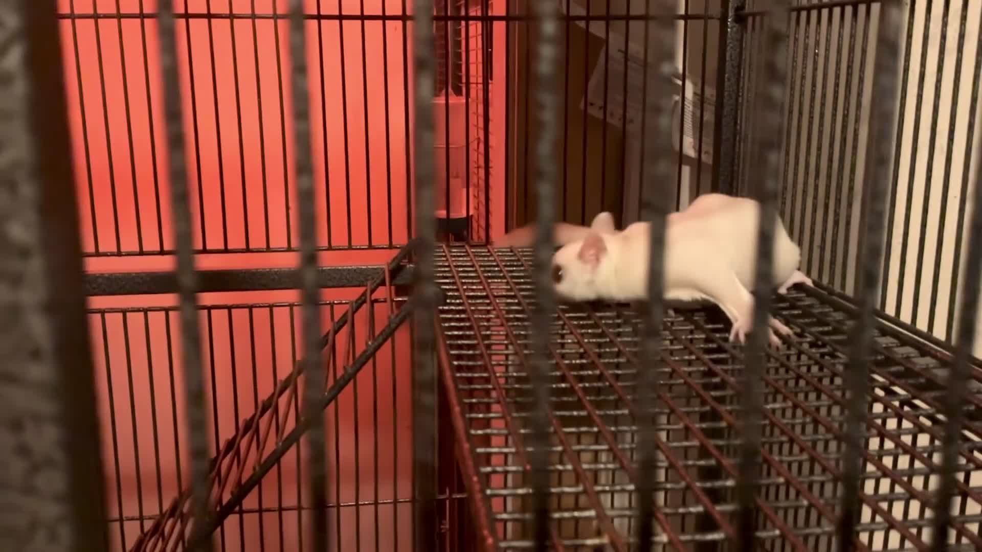 Sugar Glider rodents for sale: Baby sugar gliders ready now  - Video 2