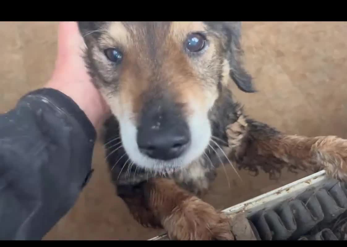 Mixed Breed dogs for adoption: 🐾🐾💝 💝DOUGAL🐾🐾💝 💝 THE CONFIDENT HAPPY CHAP - Video 2