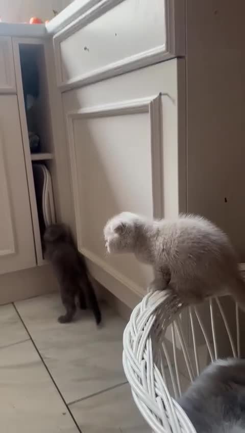 Scottish Fold cats for sale: Scottish fold kittens - Video 1