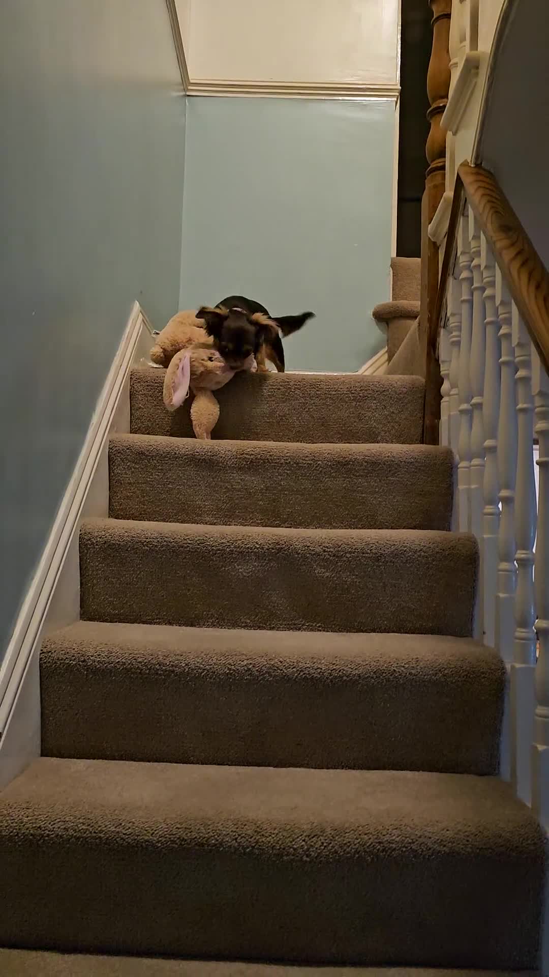 Chiweenie dogs for sale: 13 month old chiweenie  in Plymouth - Video 1