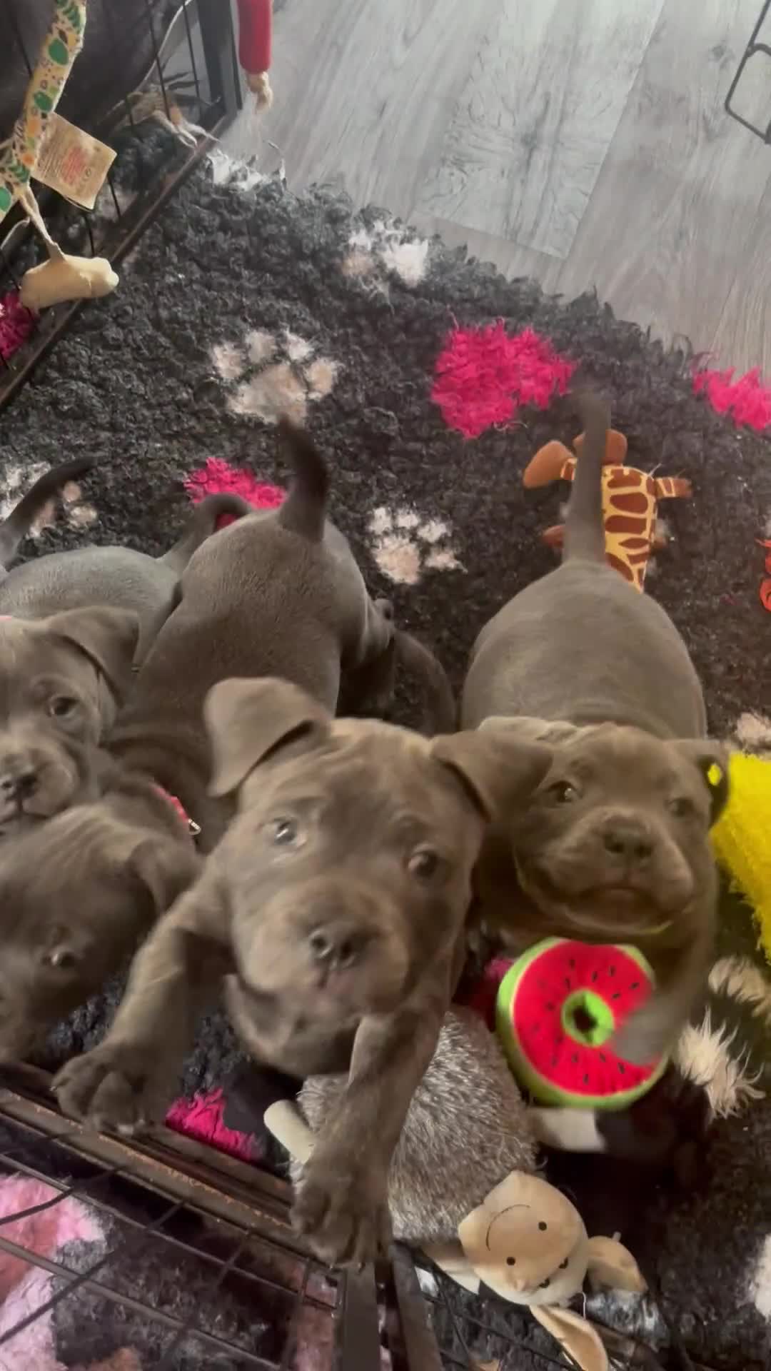 Staffordshire Bull Terrier dogs for sale: KC Staffordshire bull terrier LAST BOY REDUCED  - Video 2