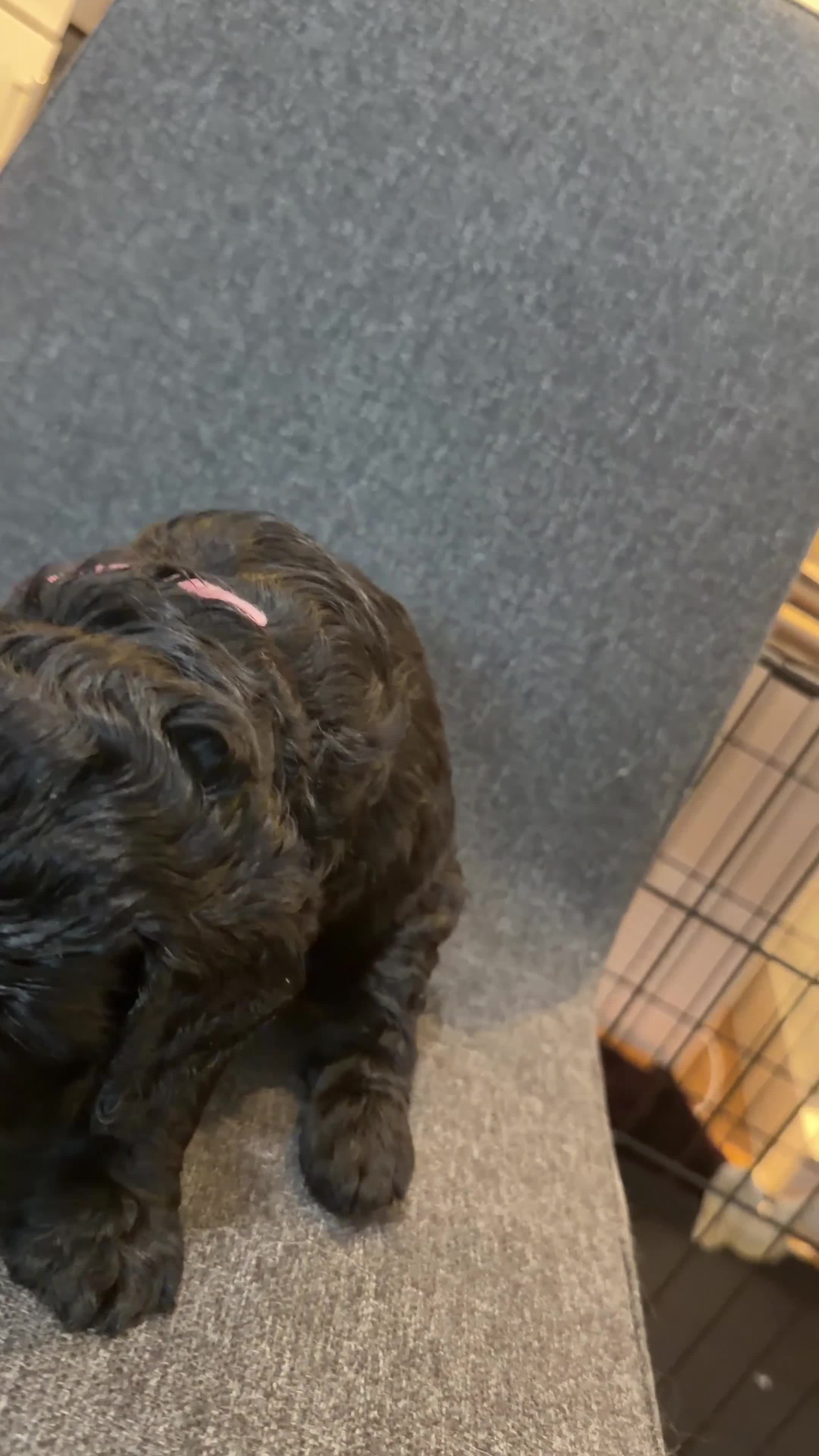 Cockapoo dogs for sale: Cockapoo Puppies Looking for Their Forever homes - Video 1