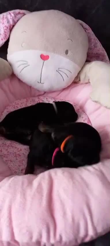 German Shepherd dogs for sale: Excellent Long-Haired German Shepherd Puppies. KC. - Video 1