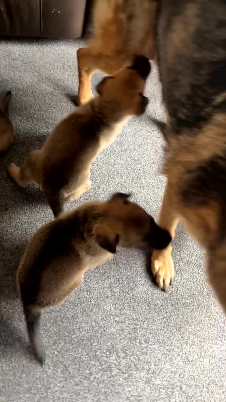 Mixed Breed dogs for sale: German Malinois - Video 1