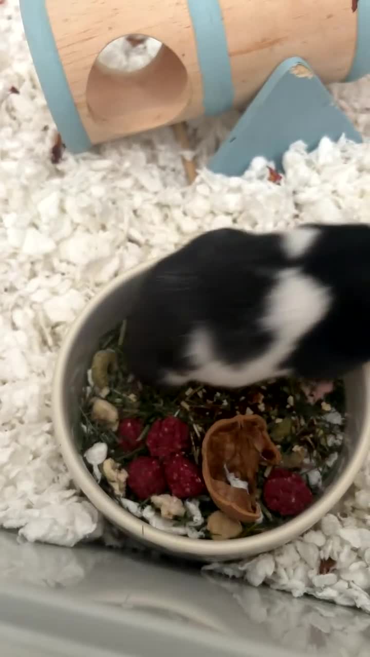 Hamster rodents for sale: female syrian hamster   - Video 2