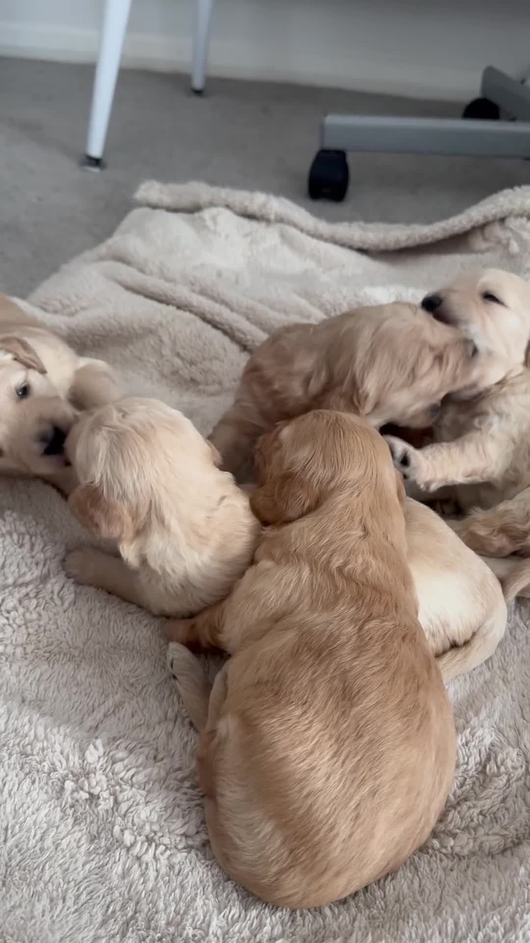 Goldendoodle dogs for sale: F1 Golden Doodles  - Video 1