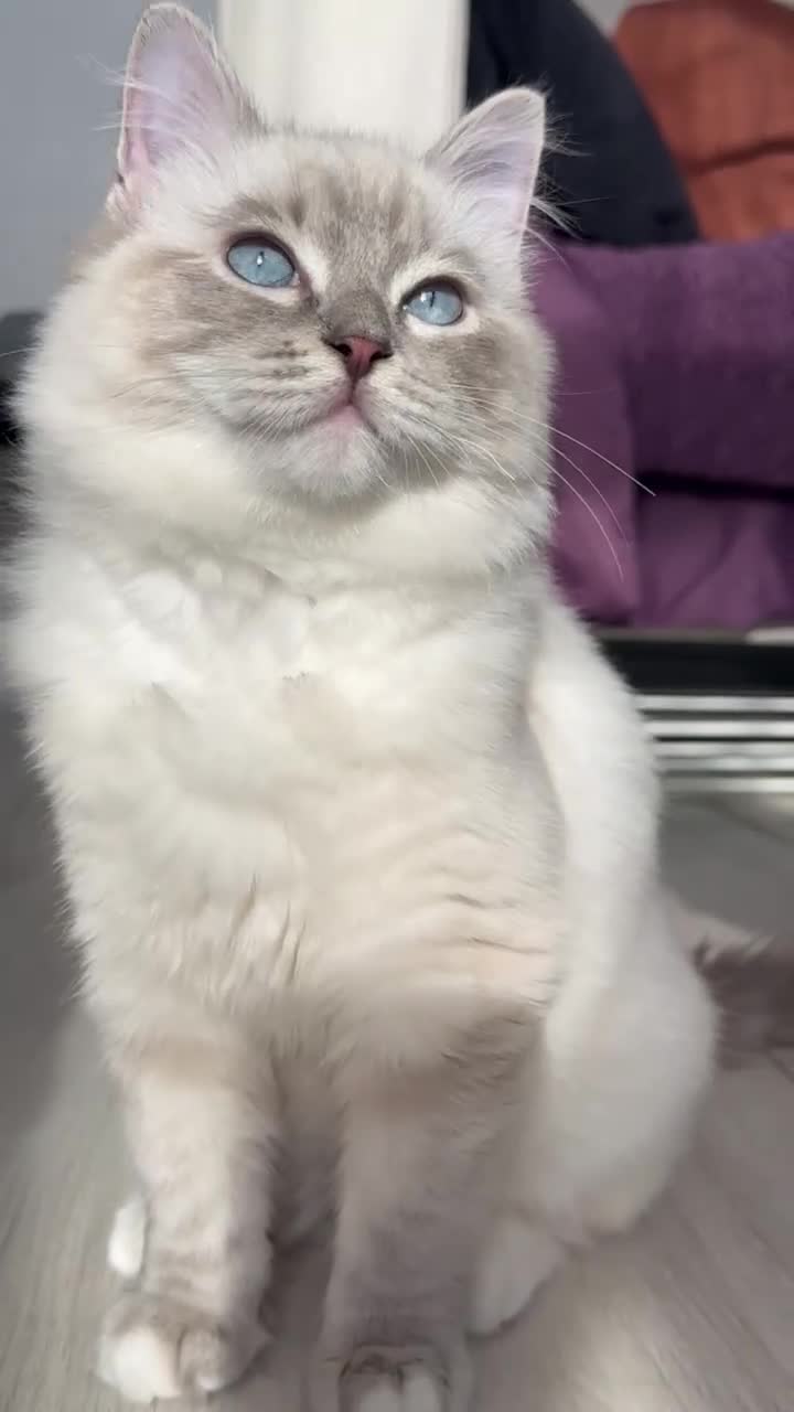 Ragdoll cats for stud: Blue Lynx Ragdoll STUD - Video 1