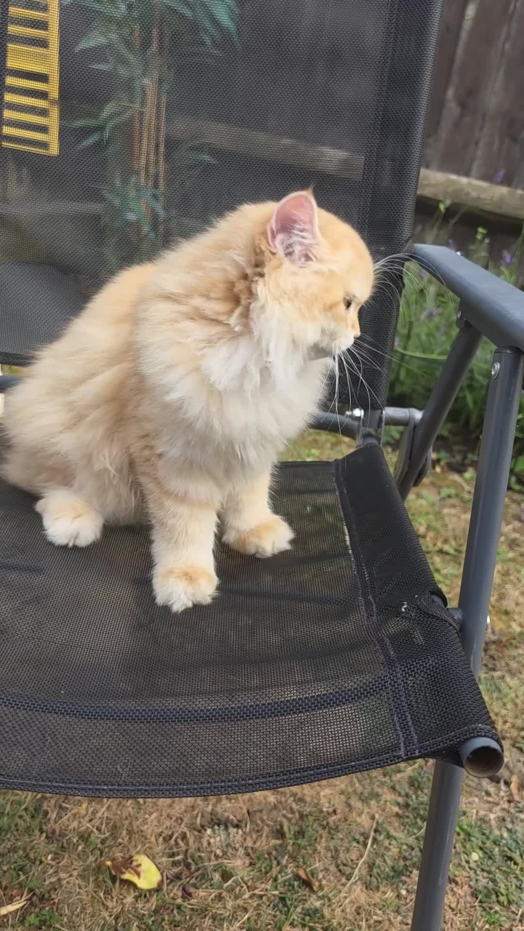 British Longhair cats for sale: British Longhair WCF Champion Kittens ⭐  - Video 3