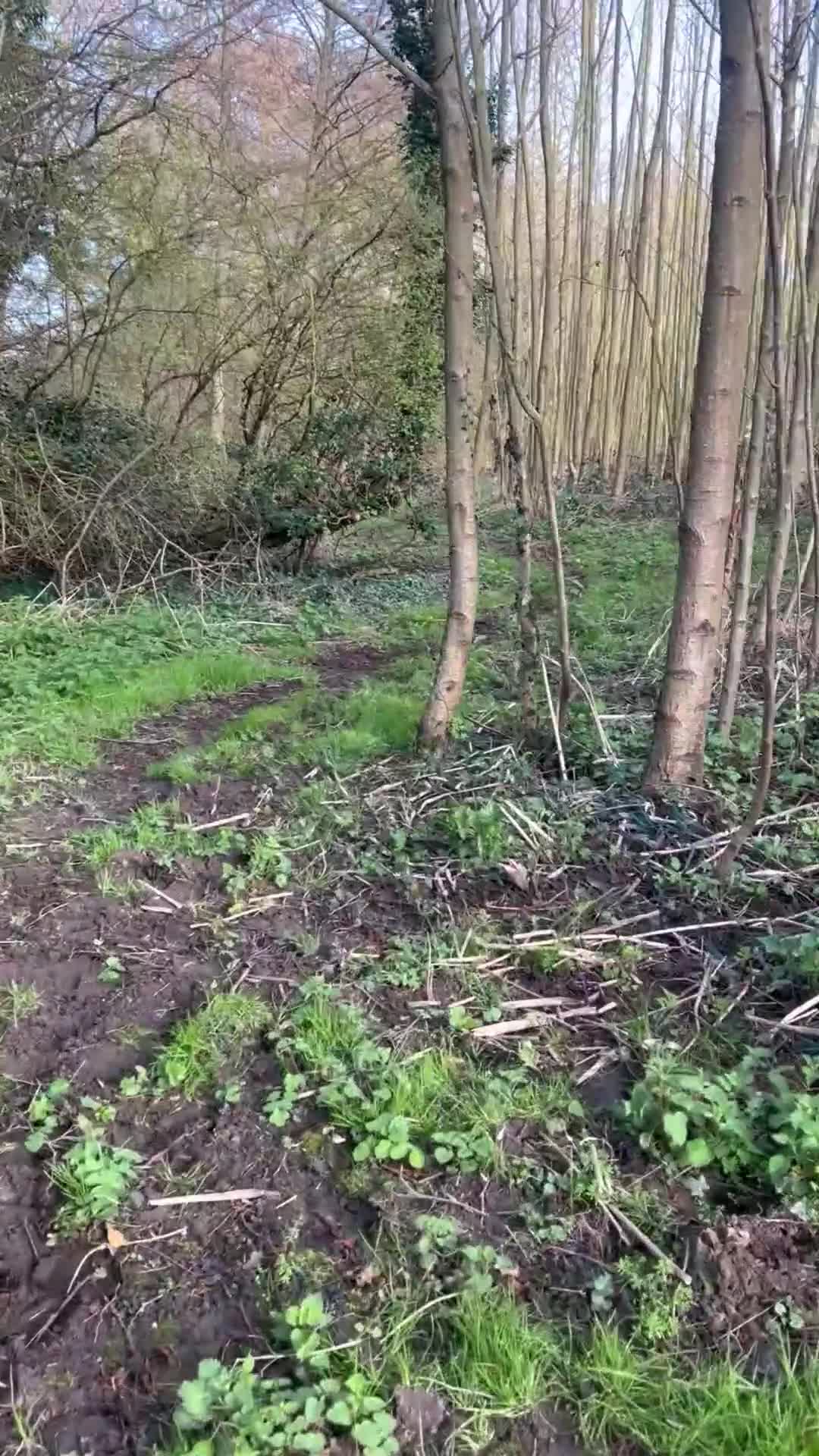 Dobermann dogs for stud: Doberman stud  in Faversham - Video 2