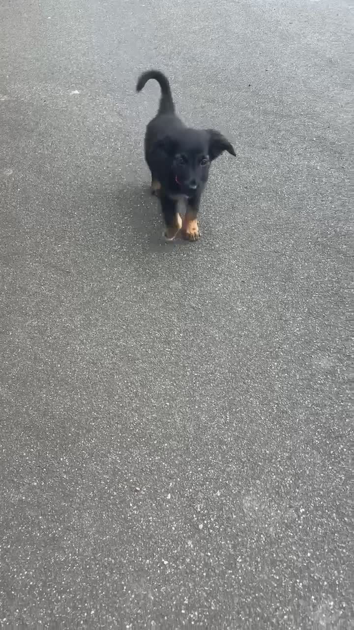 Mixed Breed dogs for sale: 🐾 Adorable Puppy Looking for His Forever Home 🐾 - Video 1