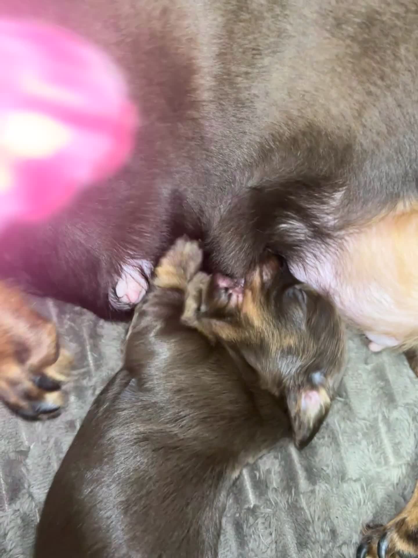 Miniature Dachshund dogs for sale: Long haired miniature dachshunds  - Video 1