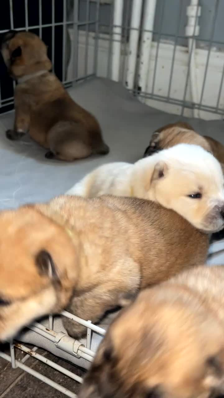 Chow Chow dogs for sale: Chow chow pups 1 red boy left  - Video 2