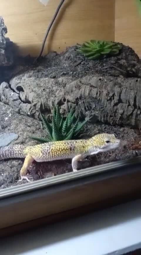 Gecko reptiles for sale: Leopard Gecko and set up for sale - Video 1
