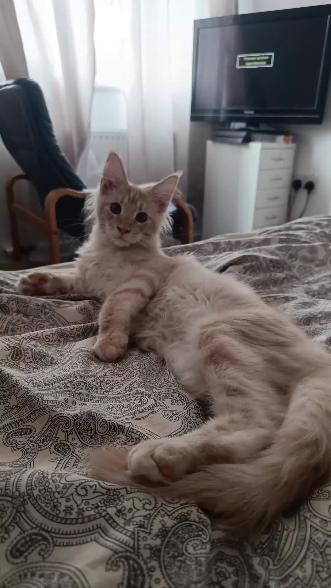 Maine Coon cats for sale: Stunning Champion-Line Maine Coons - Video 1