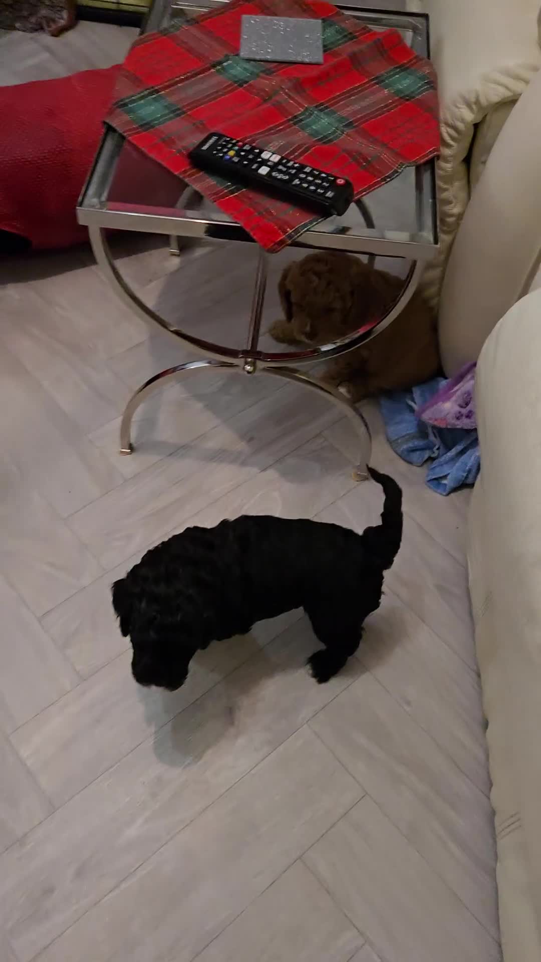 Cavapoo dogs for sale: Teddy bear cavapoo  - Video 3