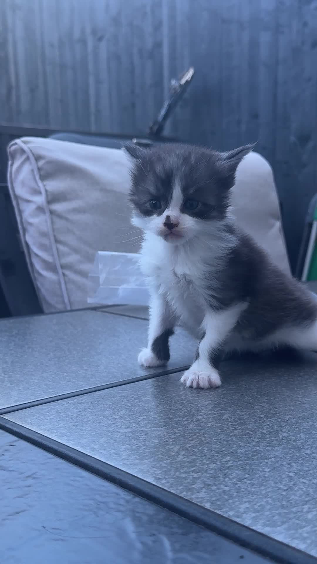 Maine Coon cats for sale: 4 MAINE COON KITTENS  - Video 2