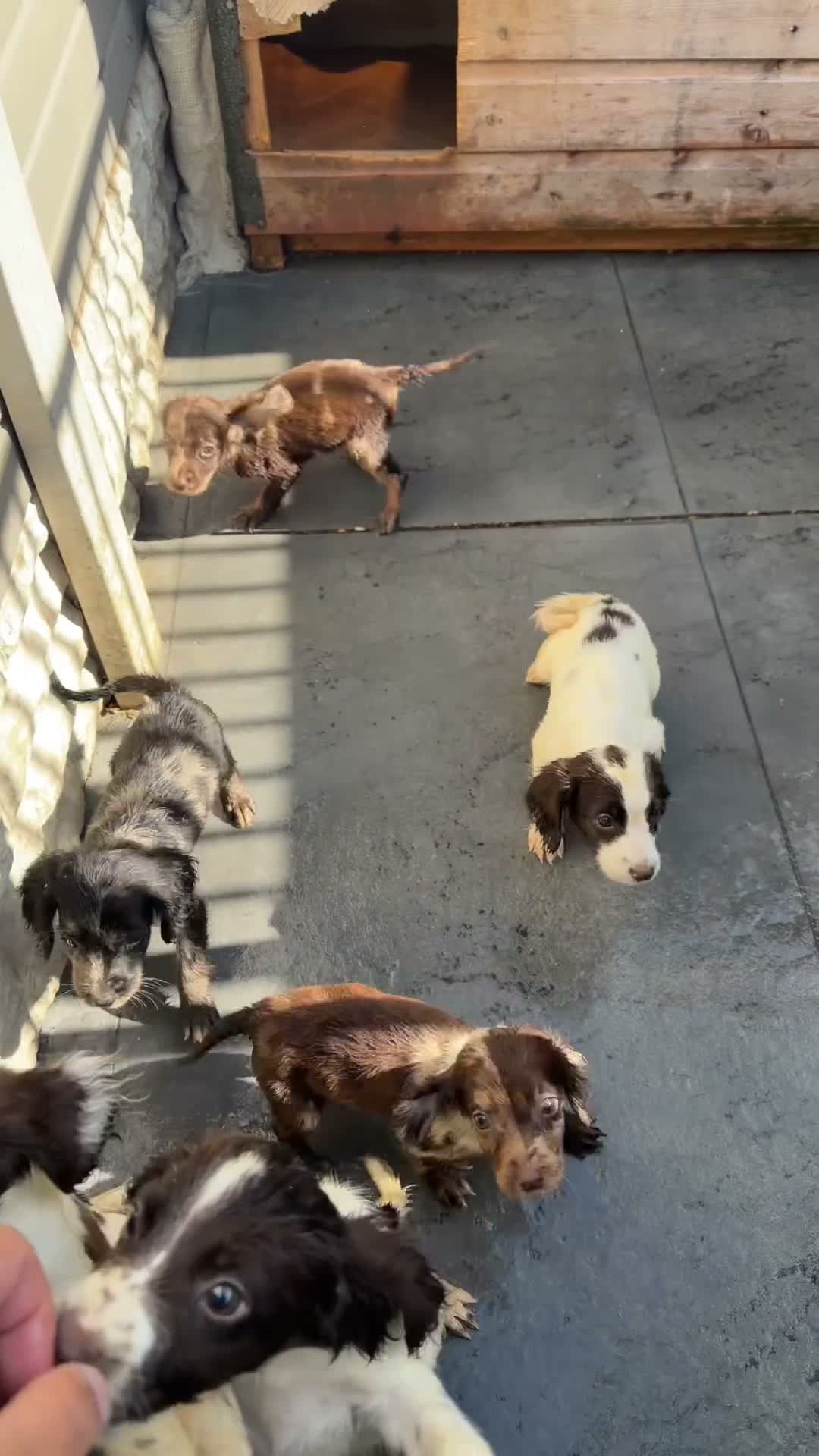 Cocker Spaniel dogs for sale: Cocker Spanial’s  - Video 1
