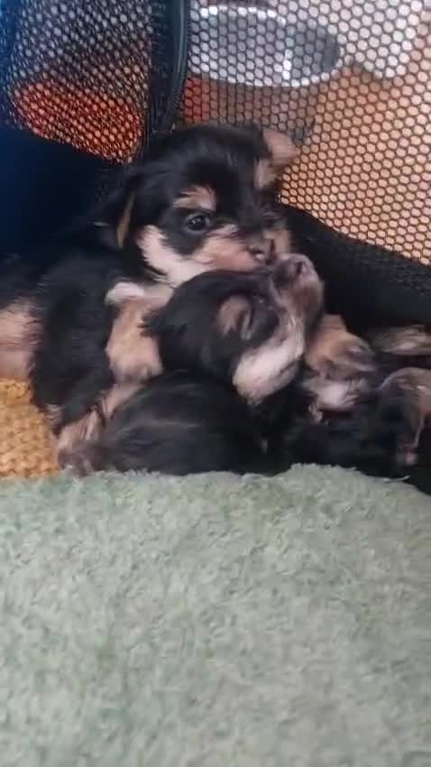 Yorkshire Terrier dogs for sale: Yorkshire Terrier Puppies — 2 Boys & 2 Girls Ready - Video 2