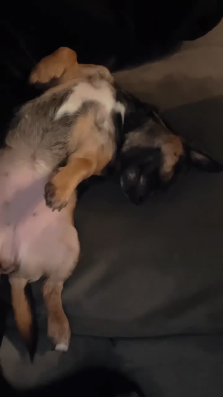 Jack Chi dogs for sale: Jackchi puppies - Video 1