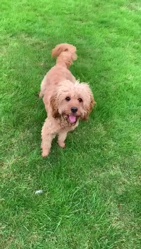 Cavapoo dogs for sale: Meet Tilly - Stunning Red F1 CavaPoo  in Rhyl - Video 3