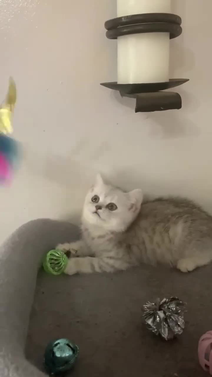 British Shorthair cats for sale: BSH quality Silvers - Video 1