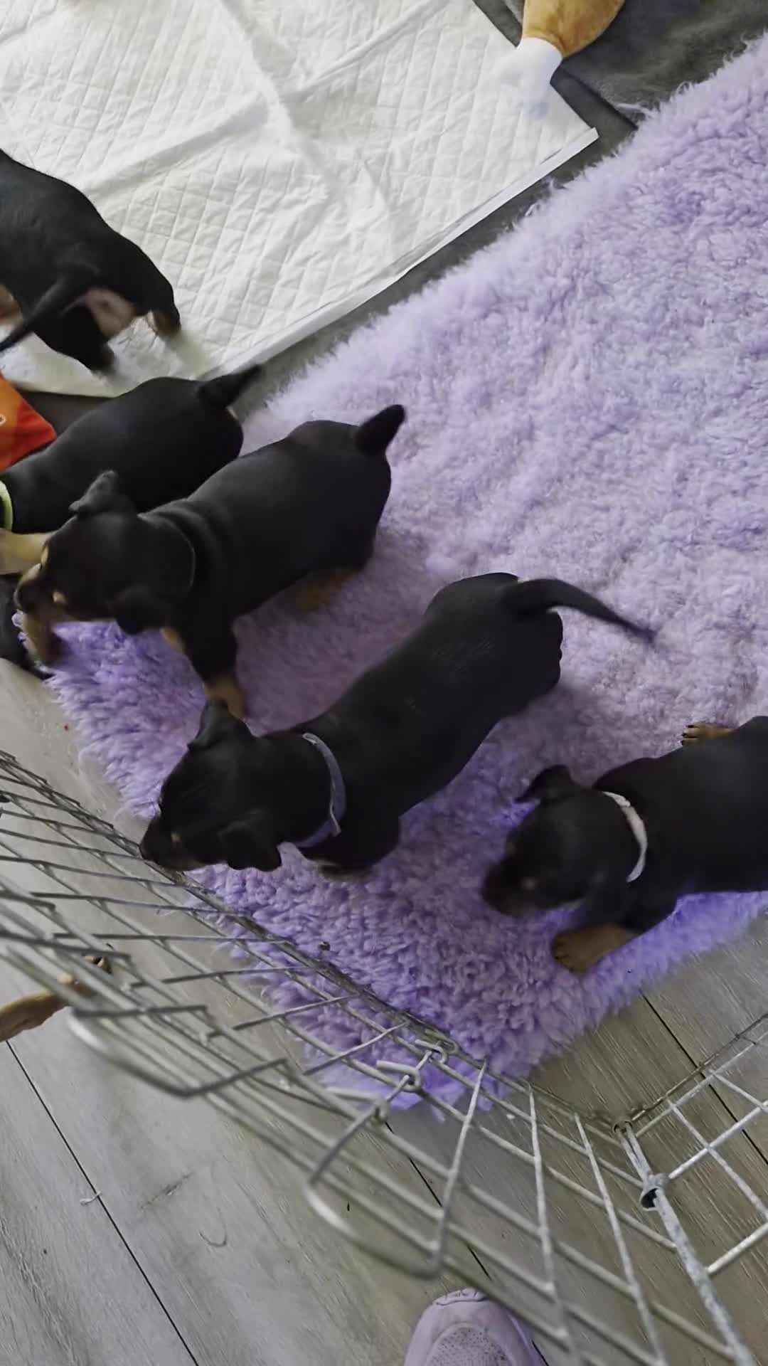 Mixed Breed dogs for sale: Jackpins - Video 2