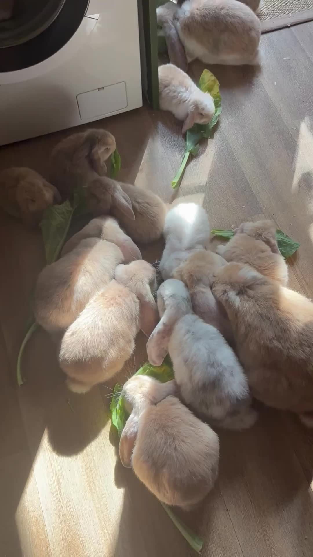 French Lop rabbits for sale: Beautiful French lop rabbits  - Video 1
