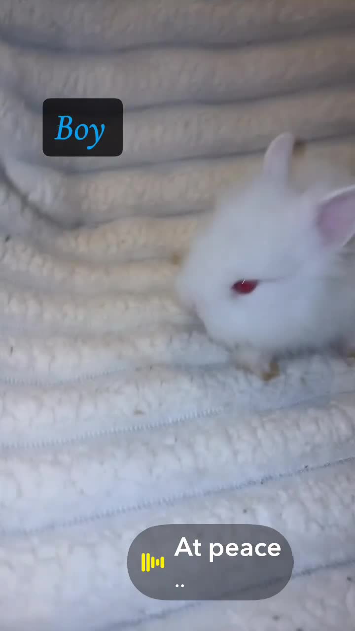 Mini Lion Lop rabbits for sale: 2 beautiful mini lion lops and 1 lion head  in Newport - Video 3