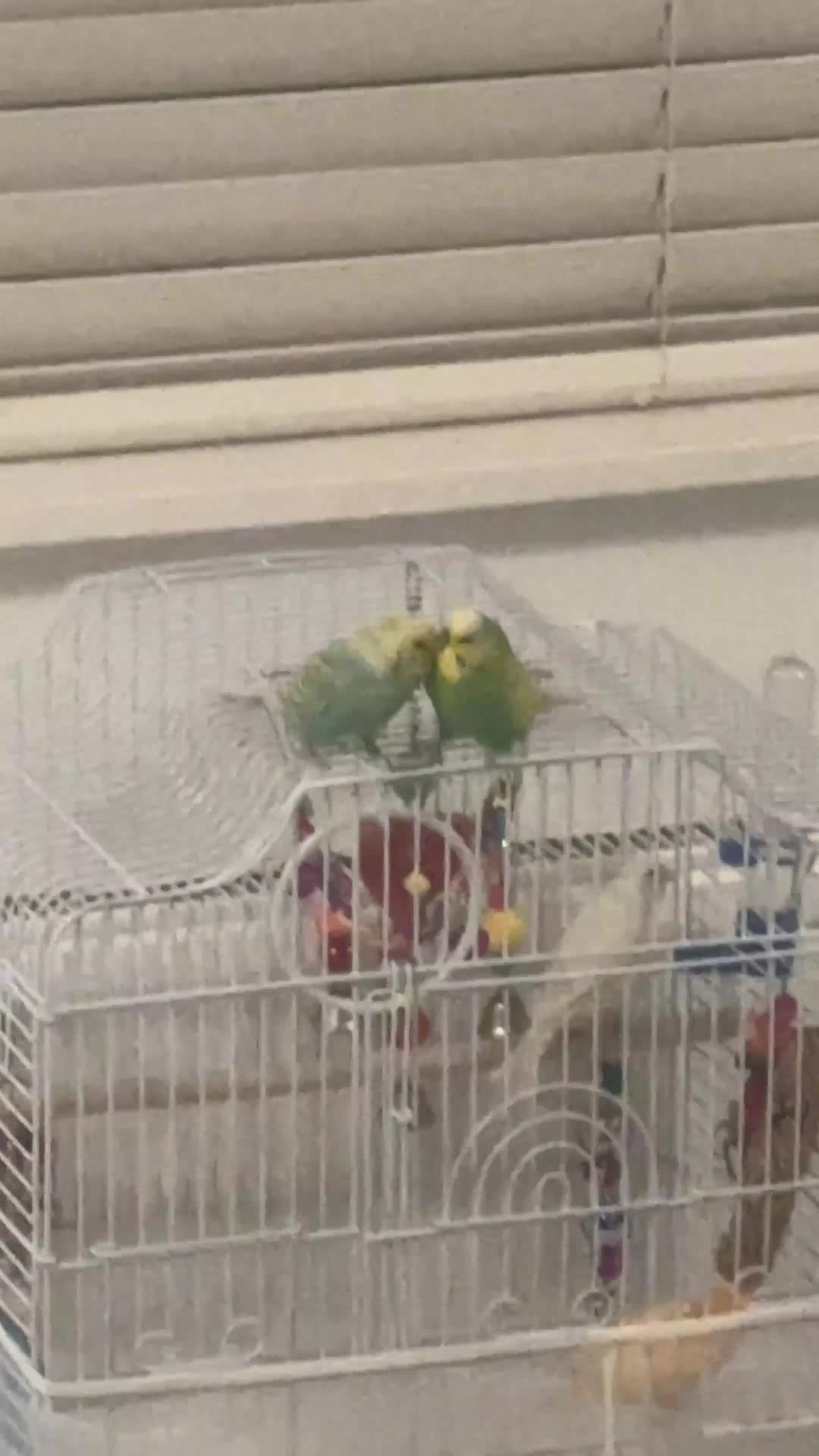 Mixed Breed birds for sale: 2 Young Budgies  - Video 1