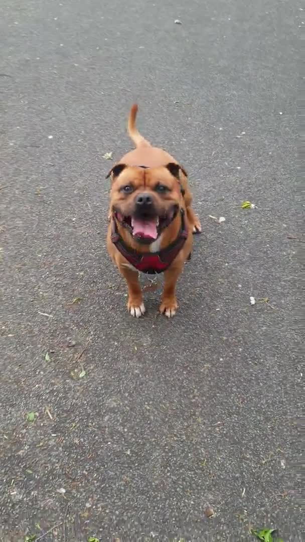 Staffordshire Bull Terrier dogs for stud: 🥨CHIEF CHAMPION SIRED. 🥨🏆  in Rochdale - Video 2