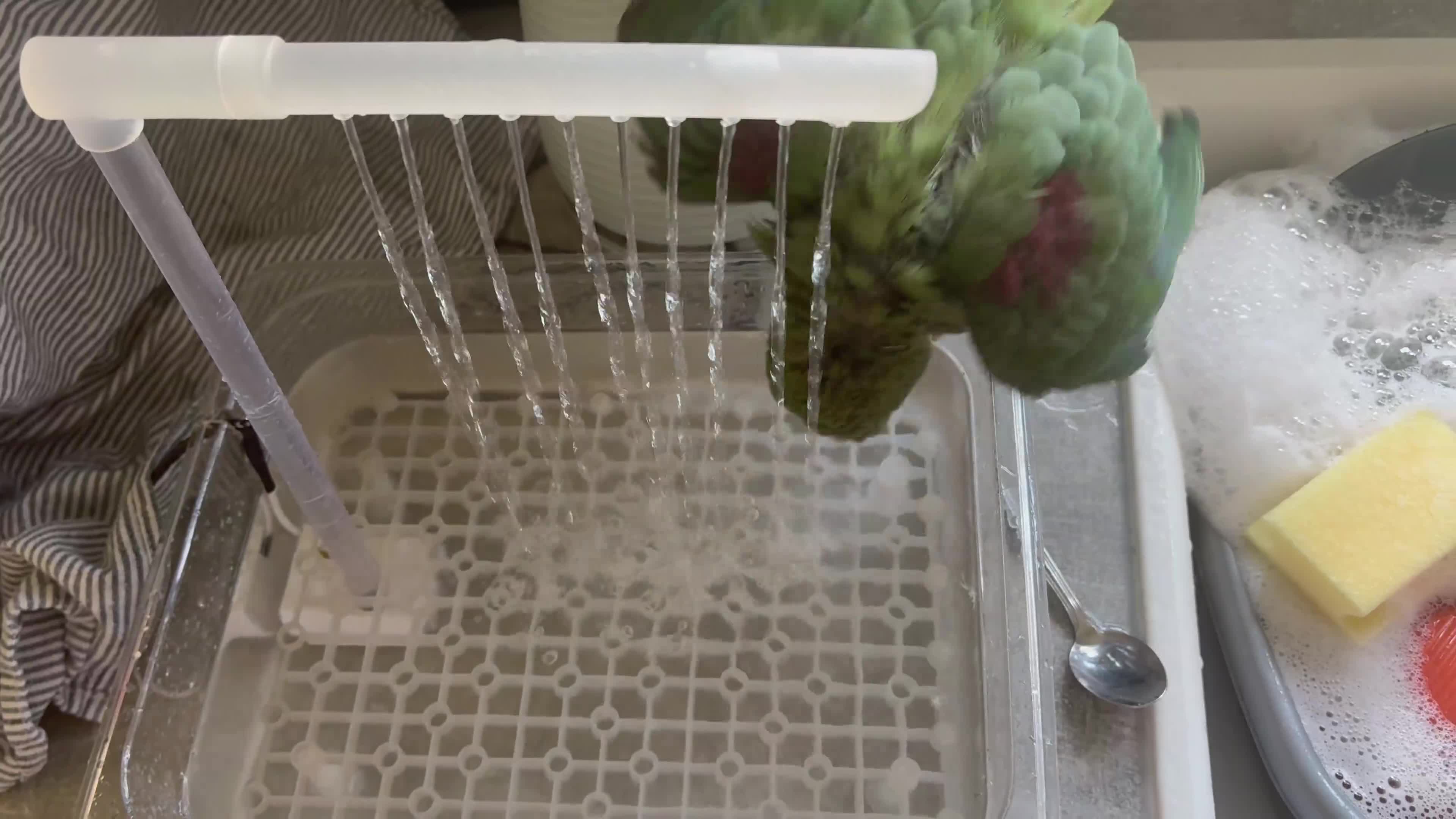 Ringnecks birds for sale: Alexandrine ringneck parrot  - Video 1