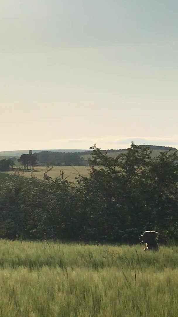 Weimaraner dogs for stud: LongHair Weim.kC Reg & DNA tested.Proven.N/E Scotl in Turriff - Video 2